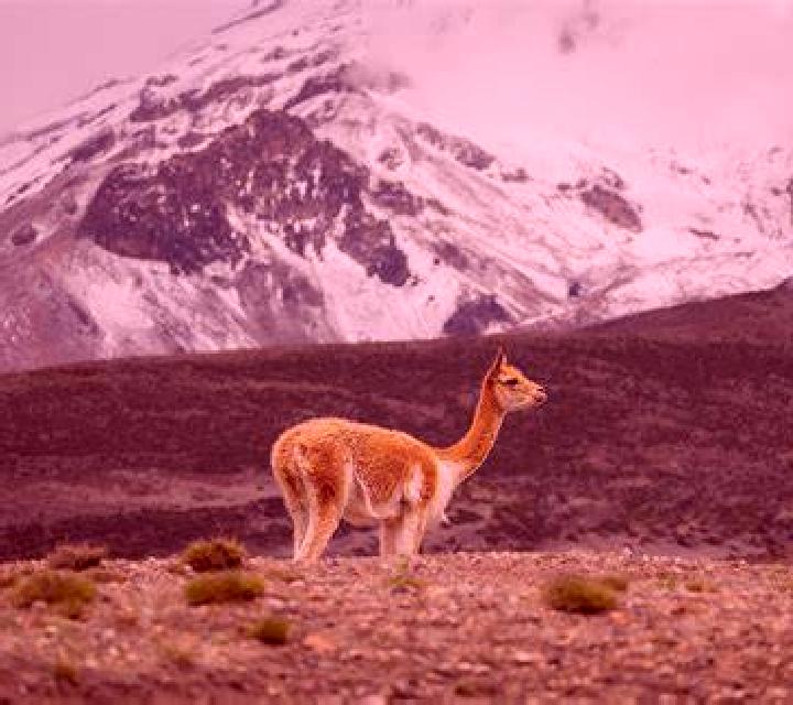 Lola 3 Vicuna escort